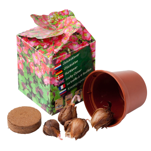 Geschenkdoosje Oxallis bloembollen