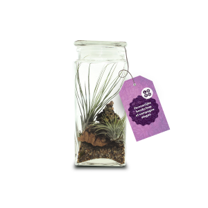 Airplant medium