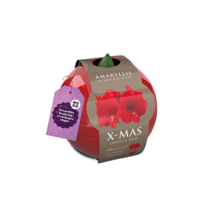 Amaryllis X-mas ball
