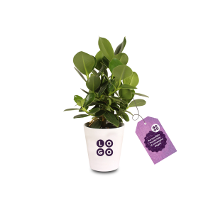 Ogreen plant