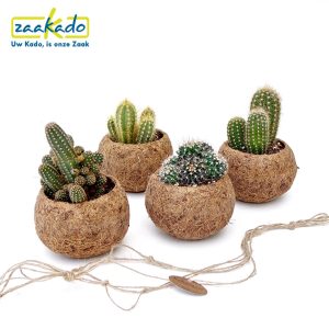 kokodama-plantenpot-hanger-kamerplant-duurzaam-relatiegeschenk-kado-natuurlijk-groen-cadeau-ecologisch-verantwoord-gepersonaliseerde-verpakking-handgemaakt-zaakado-rotterdam