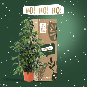 Plantenbox Ho Ho Ho