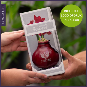 No Water Flowers®: De originele gewaxte amaryllisbollen