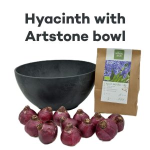 Biologische Hyacint Delftsblauw met Artstone schaal