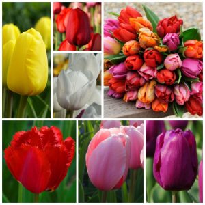 Biologische Tulpen Bollen Mix