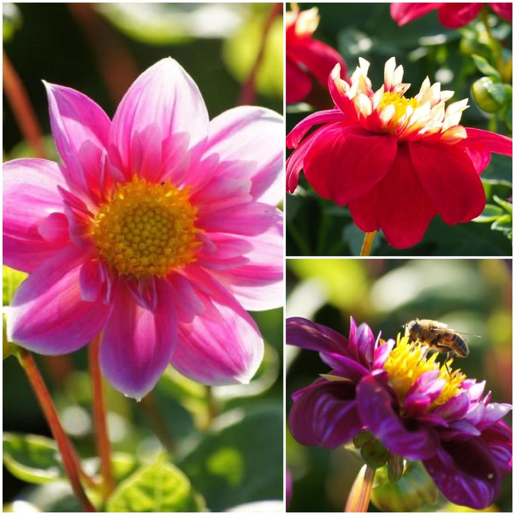 Dahlia bijenmengsel bloem met bij_1024