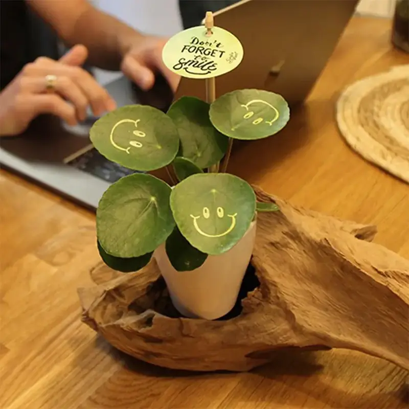 Smylieplant met gegraveerd logo Smylieplant met gegraveerd logo